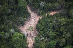 Brazil báo động về diện tích rừng Amazon bị phá